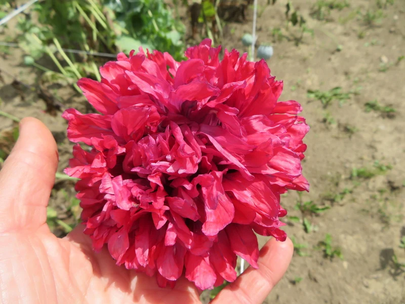 Mélange de pavots Somnifère ( Papaver somniferum )