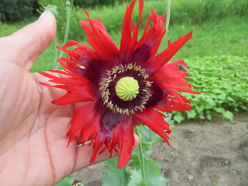 Mélange de pavots Somnifère ( Papaver somniferum )