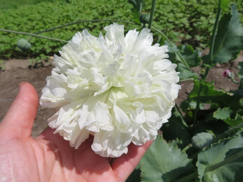 Mélange de pavots Somnifère ( Papaver somniferum )