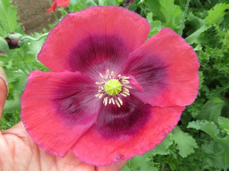 Mélange de pavots Somnifère ( Papaver somniferum )