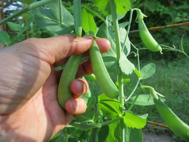 Mélange de pois croquants ( Pisum sativum var. saccharatum )