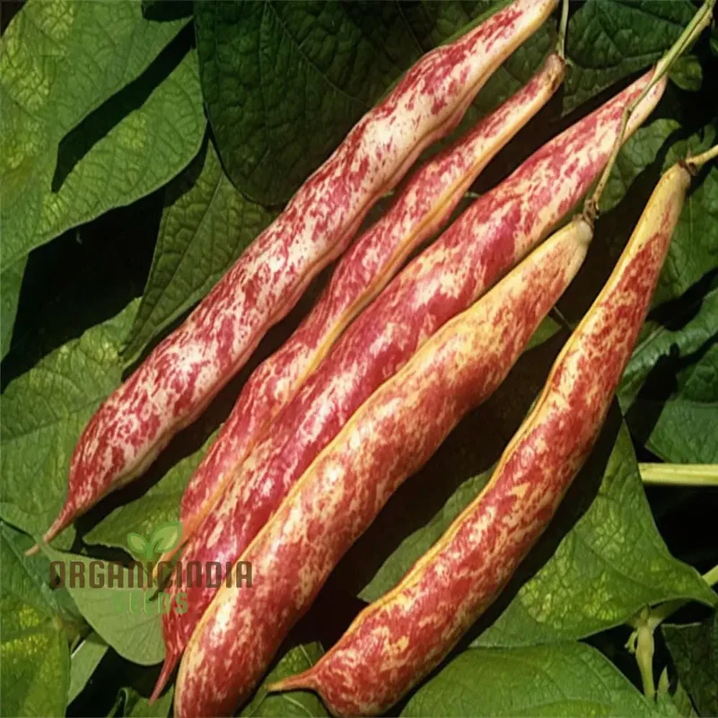 Planting and Gardening with Borlotti Bean Seeds, An In-Depth Guide to Growing This Versatile Vegetable Planting Seeds