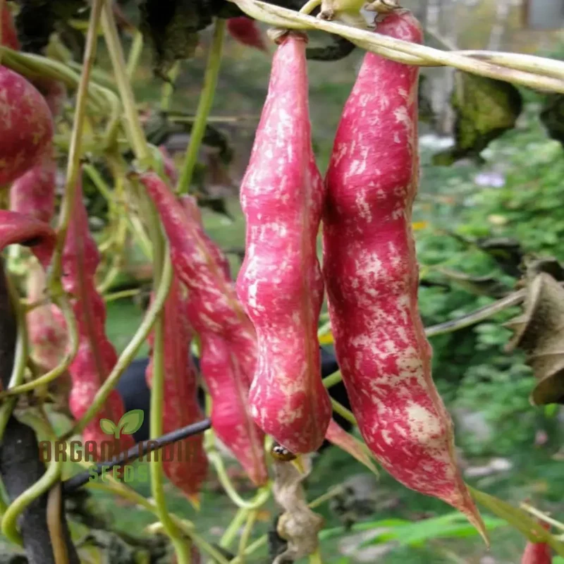 Planting and Gardening with Borlotti Bean Seeds, An In-Depth Guide to Growing This Versatile Vegetable Planting Seeds