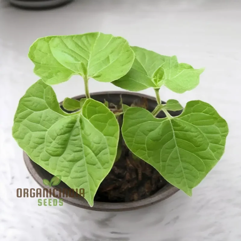 Planting and Gardening with Borlotti Bean Seeds, An In-Depth Guide to Growing This Versatile Vegetable Planting Seeds
