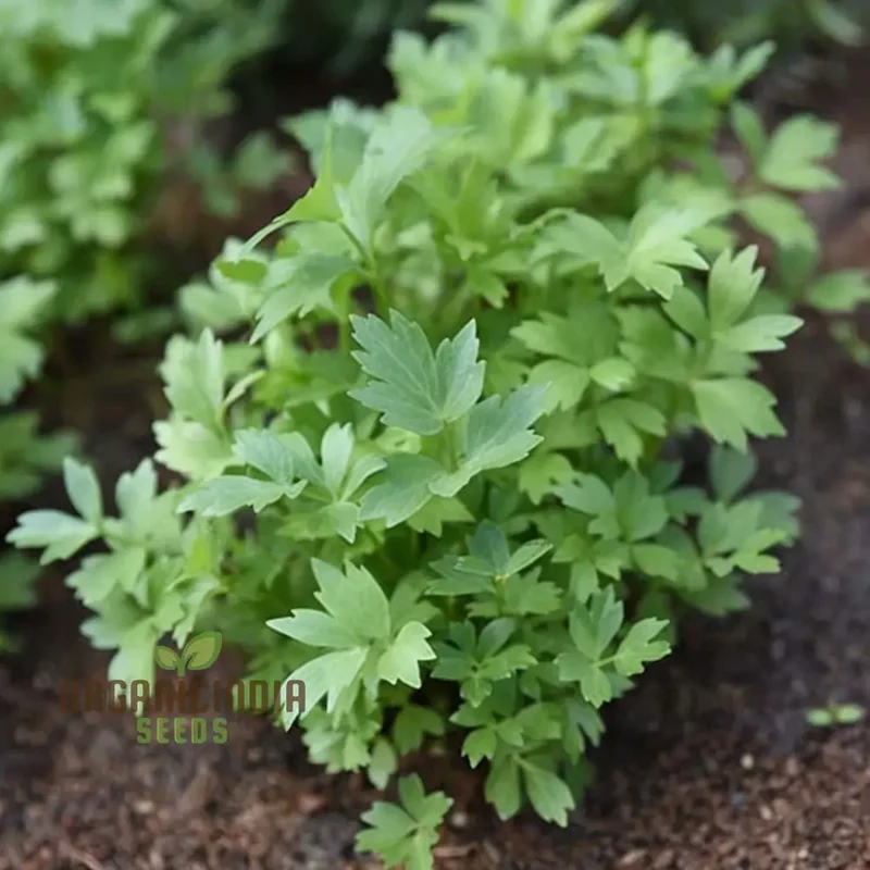 Lovage Seeds – Aromatic, Hardy, and Flavorful Herb for Home Gardens