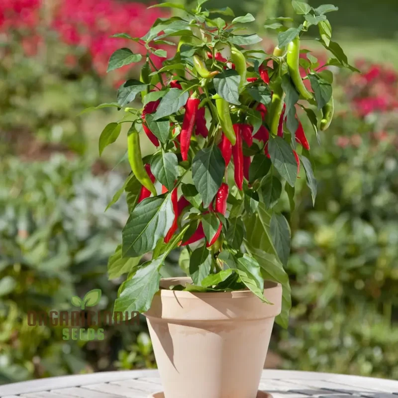 Premium Pepper Hot Chilli Jalapeno Gourmet Seeds, Grow Your Own Spicy Harvest!