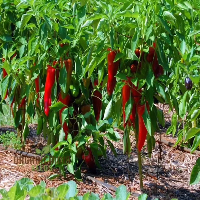 Premium Pepper Hot Chilli Jalapeno Gourmet Seeds, Grow Your Own Spicy Harvest!