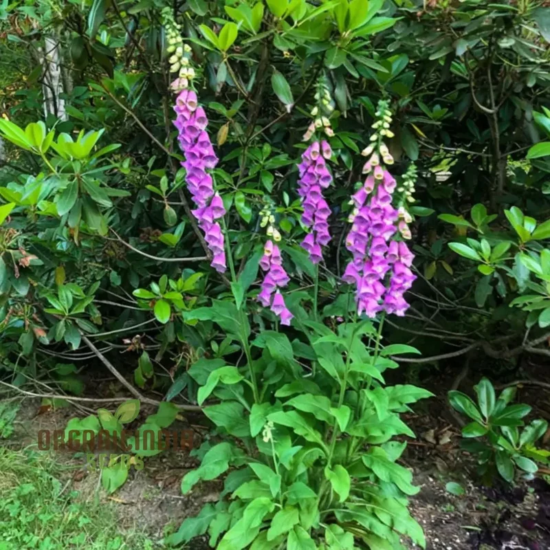 Digitalis Foxglove 'Foxy' Mixed Colors Flower Seeds, Beautiful, Hardy Garden Easy-to-Grow Blooms
