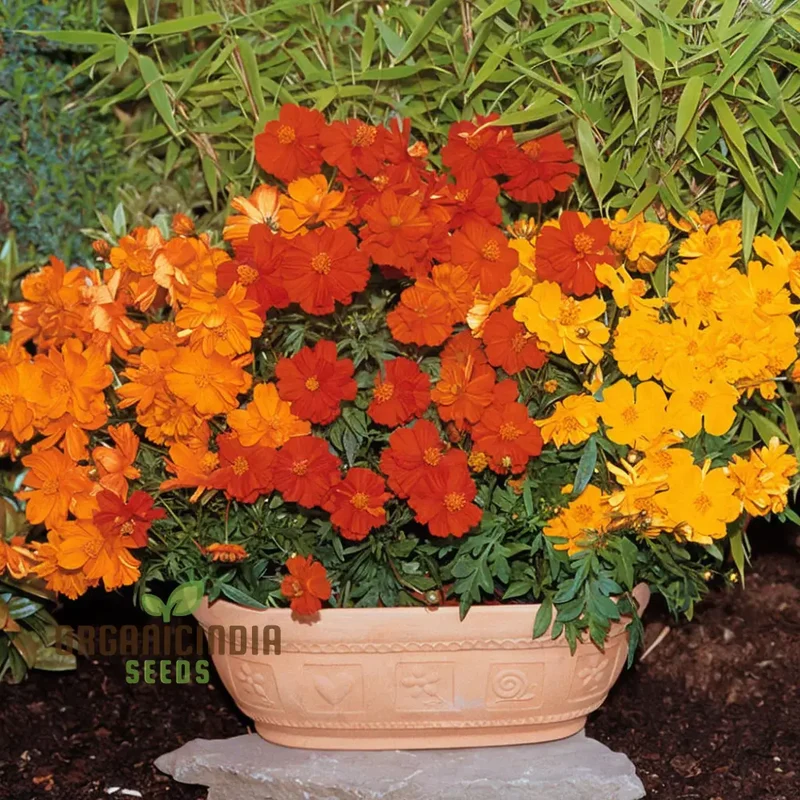 Planting and Gardening with Cosmos Bright Lights Mix Flower Seeds, A Complete Guide to Growing These Vibrant Flower Seeds