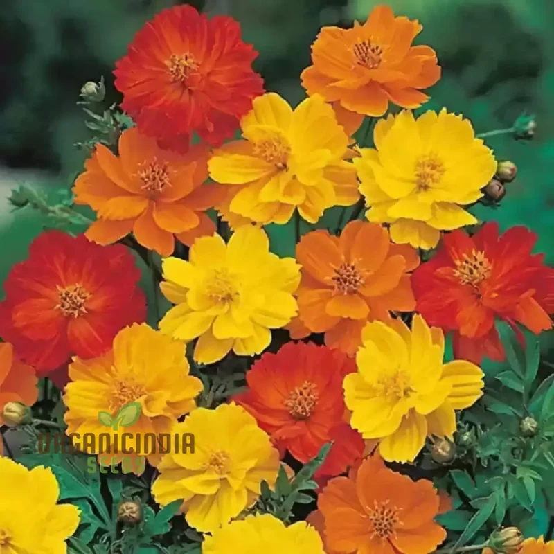 Planting and Gardening with Cosmos Bright Lights Mix Flower Seeds, A Complete Guide to Growing These Vibrant Flower Seeds