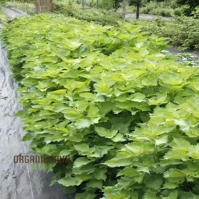 Perilla Shiso Green Seeds – Aromatic Asian Herb for Fresh Culinary Use