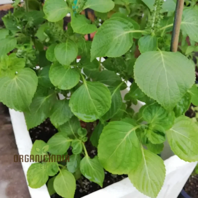 Perilla Shiso Green Seeds – Aromatic Asian Herb for Fresh Culinary Use