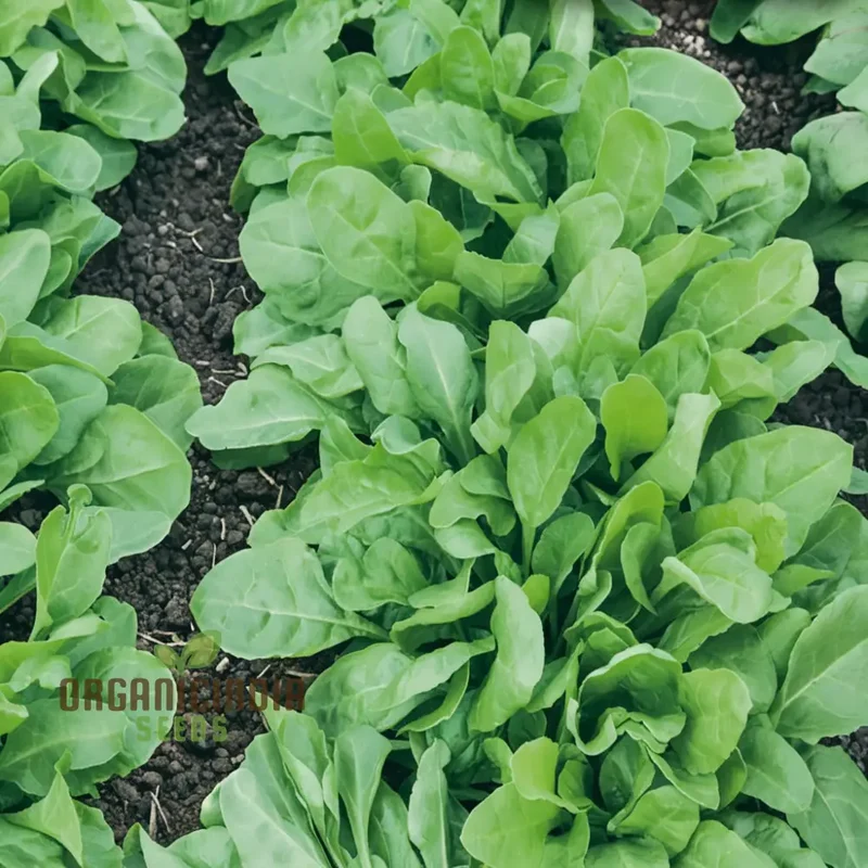 Perpetual Spinach Seeds - Long-Lasting and Nutritious Greens for Continuous Harvests
