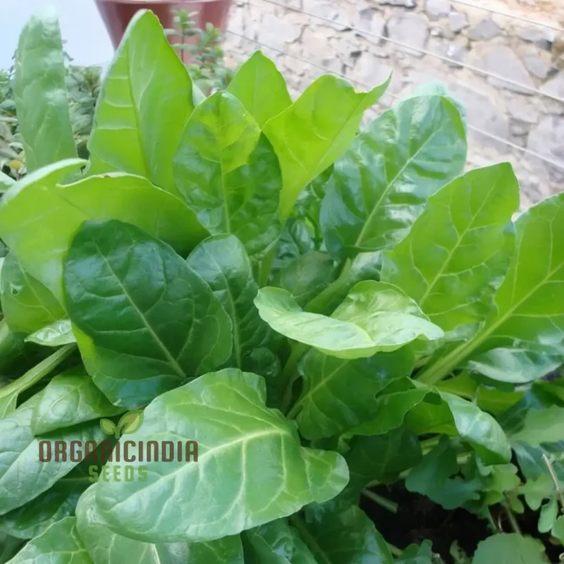 Perpetual Spinach Seeds - Long-Lasting and Nutritious Greens for Continuous Harvests