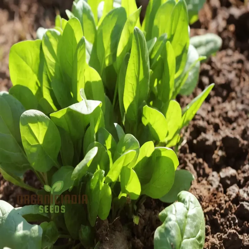Perpetual Spinach Seeds - Long-Lasting and Nutritious Greens for Continuous Harvests