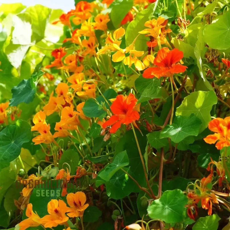 Nasturtium Climbing Gleam Hybrids Seeds – Vibrant Trailing Blooms for Vertical Gardens