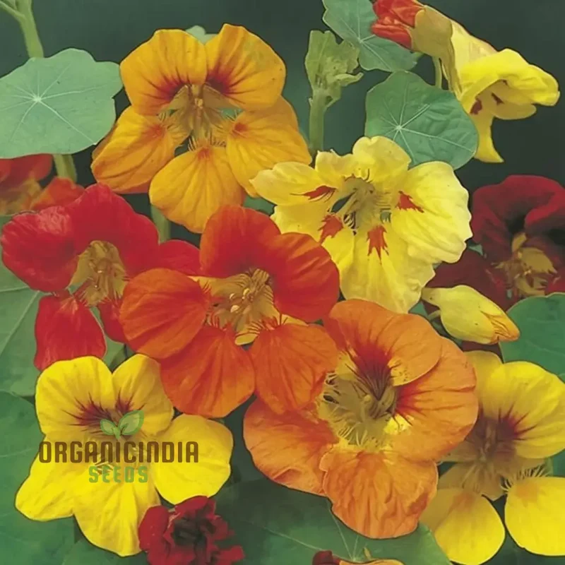 Nasturtium Climbing Gleam Hybrids Seeds – Vibrant Trailing Blooms for Vertical Gardens