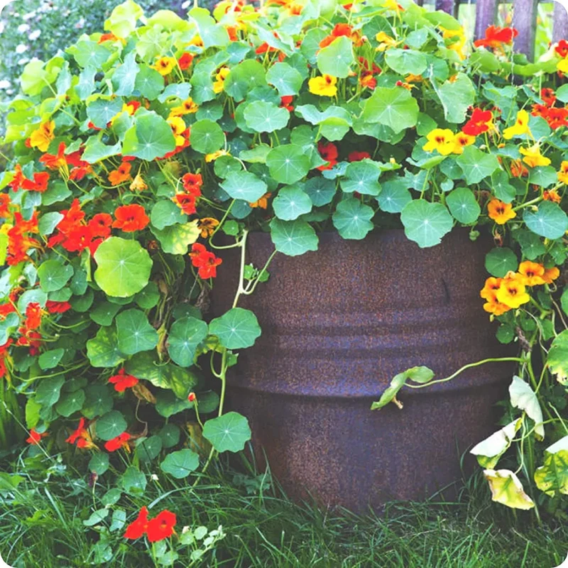 Nasturtium Climbing Gleam Hybrids Seeds – Vibrant Trailing Blooms for Vertical Gardens