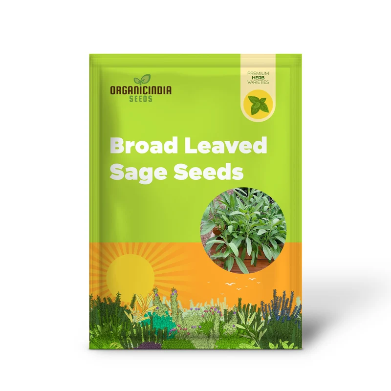 Broad Leaved Sage Seeds – Salvia Officinalis for Planting | Hardy, Aromatic Herb for Thriving Garden