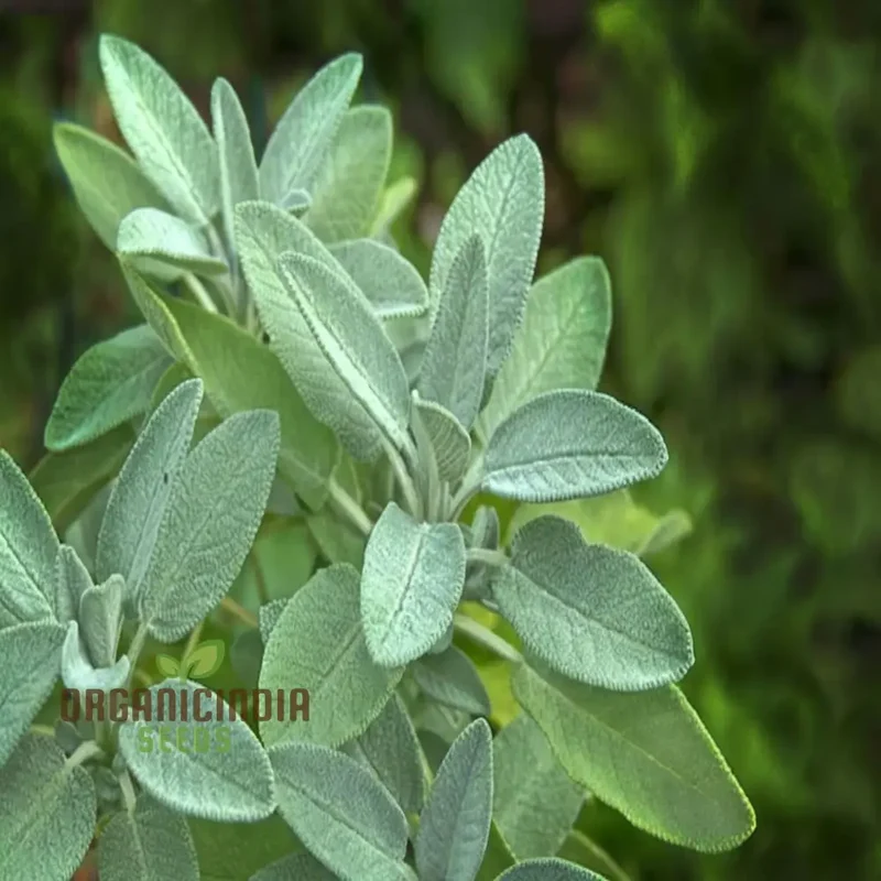 Broad Leaved Sage Seeds – Salvia Officinalis for Planting | Hardy, Aromatic Herb for Thriving Garden