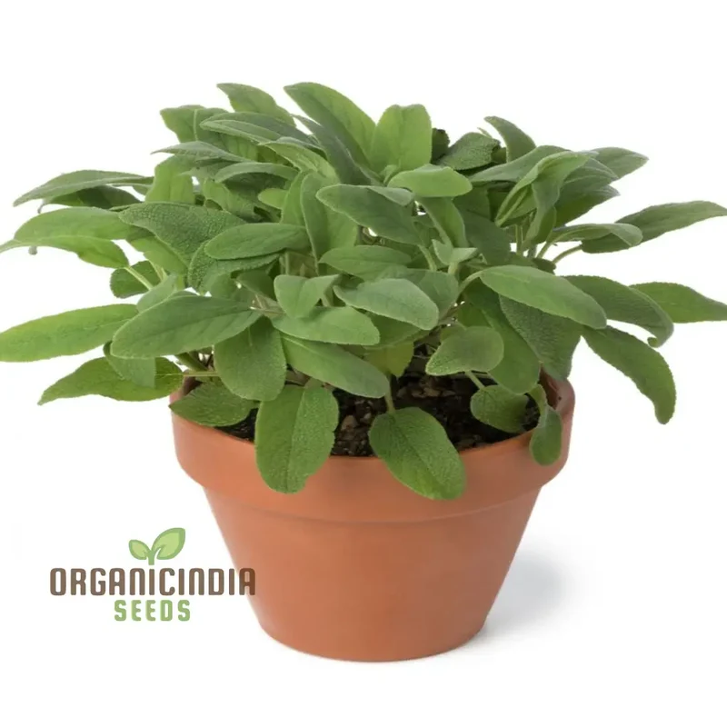 Broad Leaved Sage Seeds – Salvia Officinalis for Planting | Hardy, Aromatic Herb for Thriving Garden