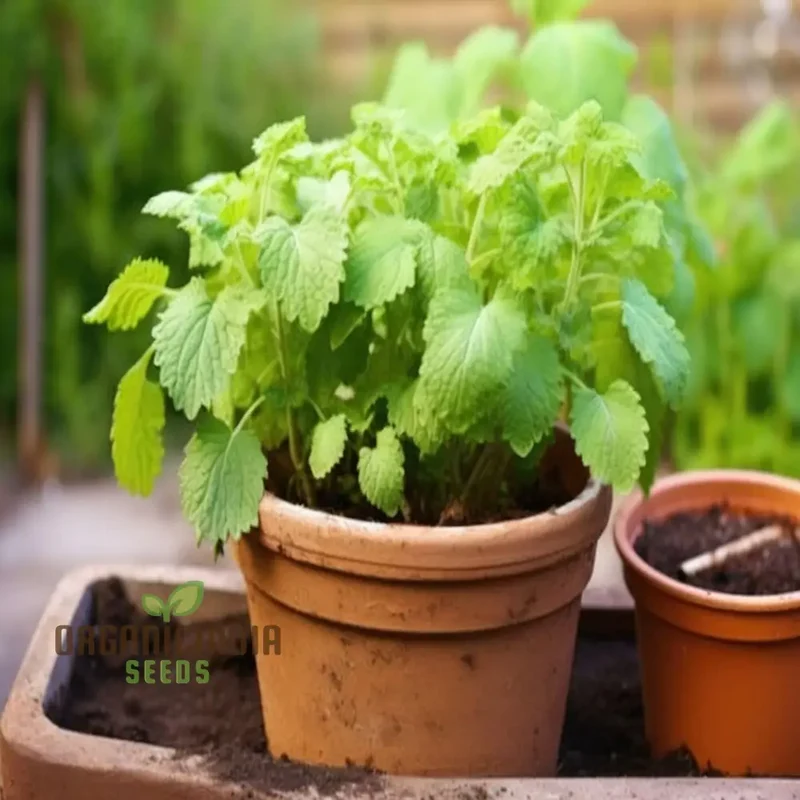 Lemon Balm (Melissa) Seeds – Refreshing, Aromatic Herb for Culinary & Medicinal Use