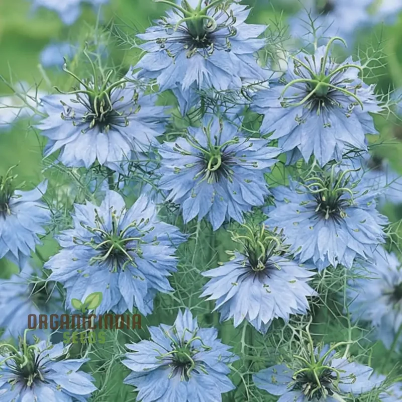 Nigella Love in A Mist Miss Jekyll Mix Flower Seeds, Vibrant Garden Blooms for Colorful Landscapes