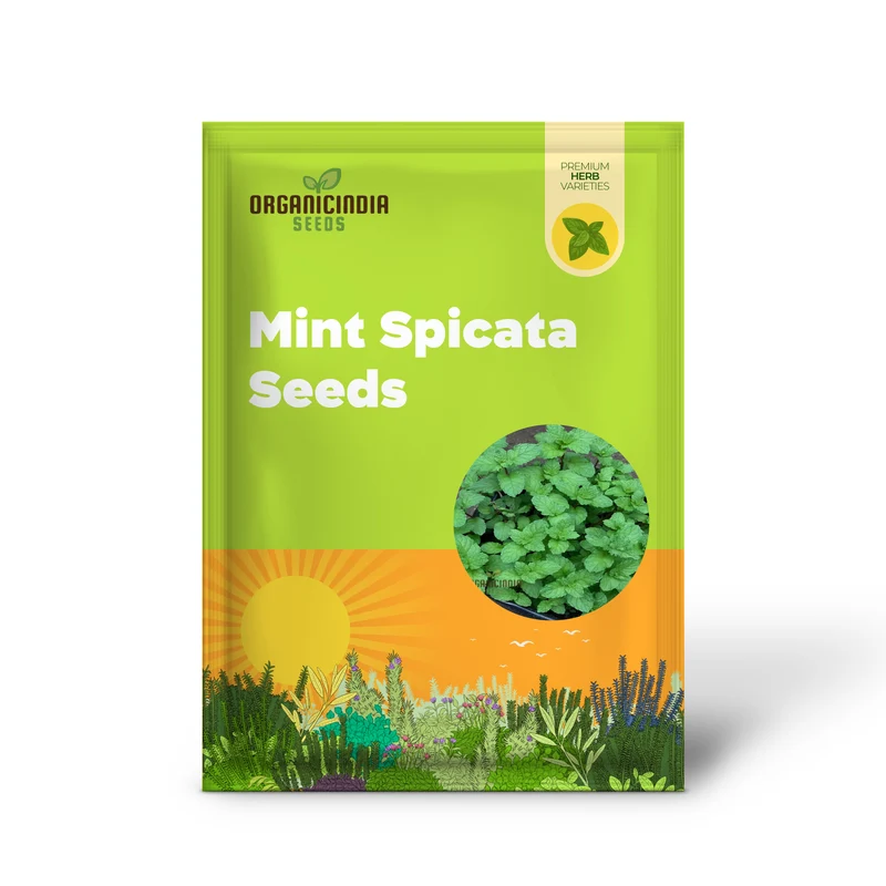 Mint SPICATA Seeds For Planting, Fresh Culinary Mint for Your Garden Delights