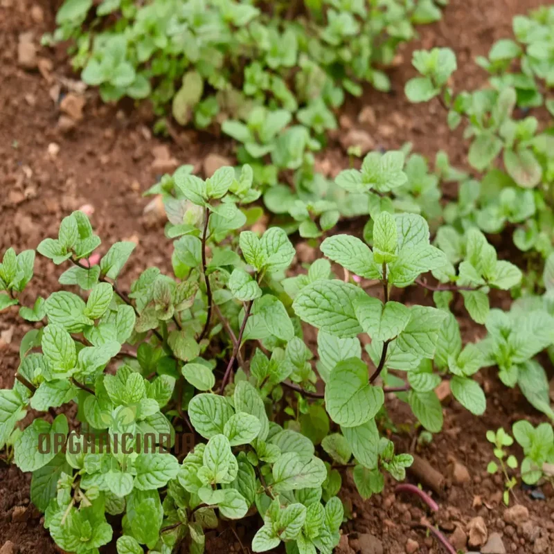 Mint SPICATA Seeds For Planting, Fresh Culinary Mint for Your Garden Delights