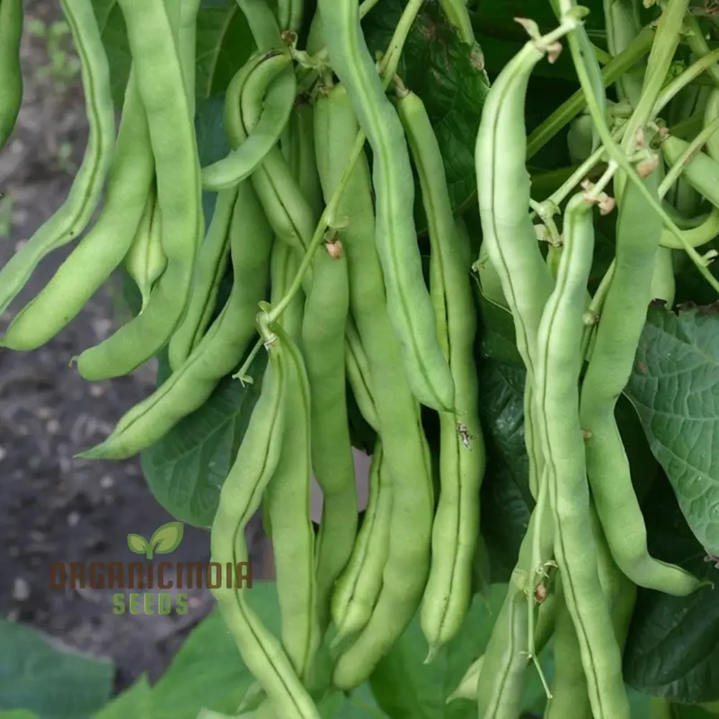 Organic Climbing French Beans - Fresh, High-Yield, Heirloom Variety