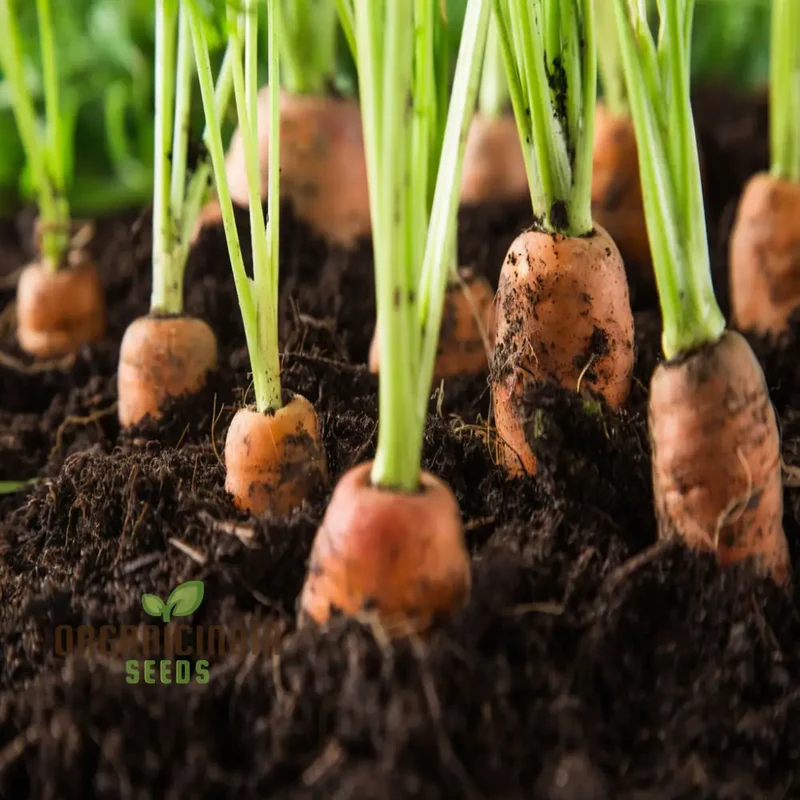 Autumn King 2 Carrot Vegetable Seeds, Top-Quality Seeds for Planting and Harvesting Fresh, Flavorful Carrots in Your Home Garden