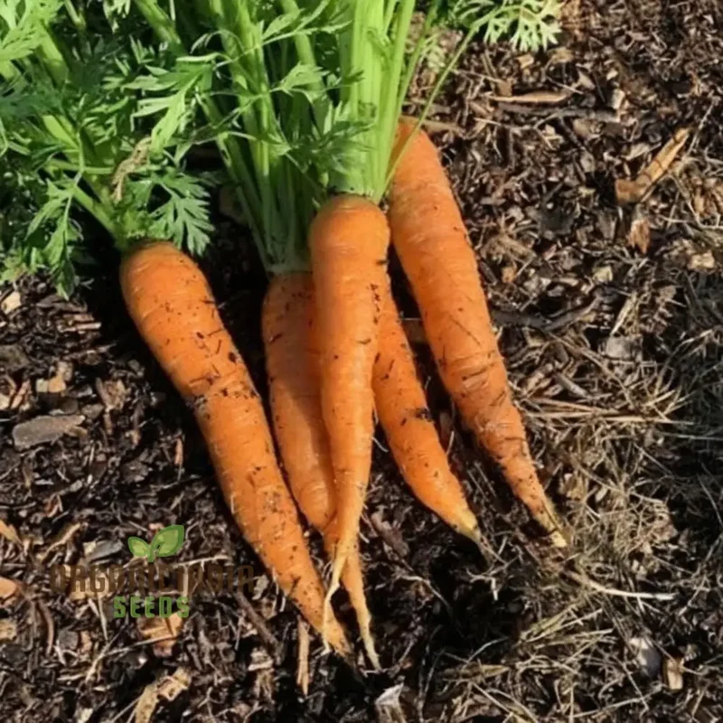 Autumn King 2 Carrot Vegetable Seeds, Top-Quality Seeds for Planting and Harvesting Fresh, Flavorful Carrots in Your Home Garden