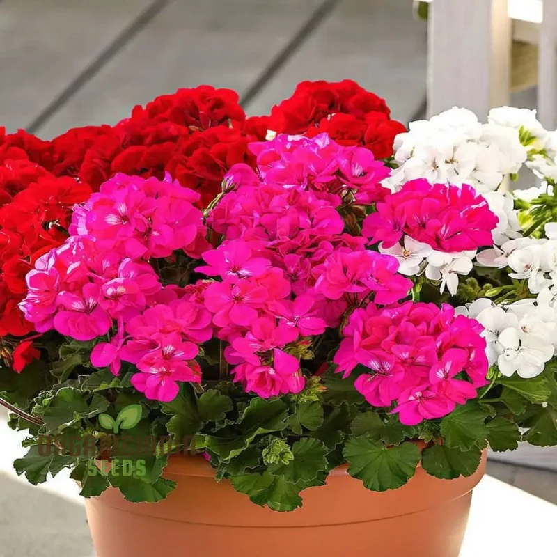 Vibrant Geranium F2 COLORAMA Mix Flower Seeds, Create a Kaleidoscope of Color in Your Garden