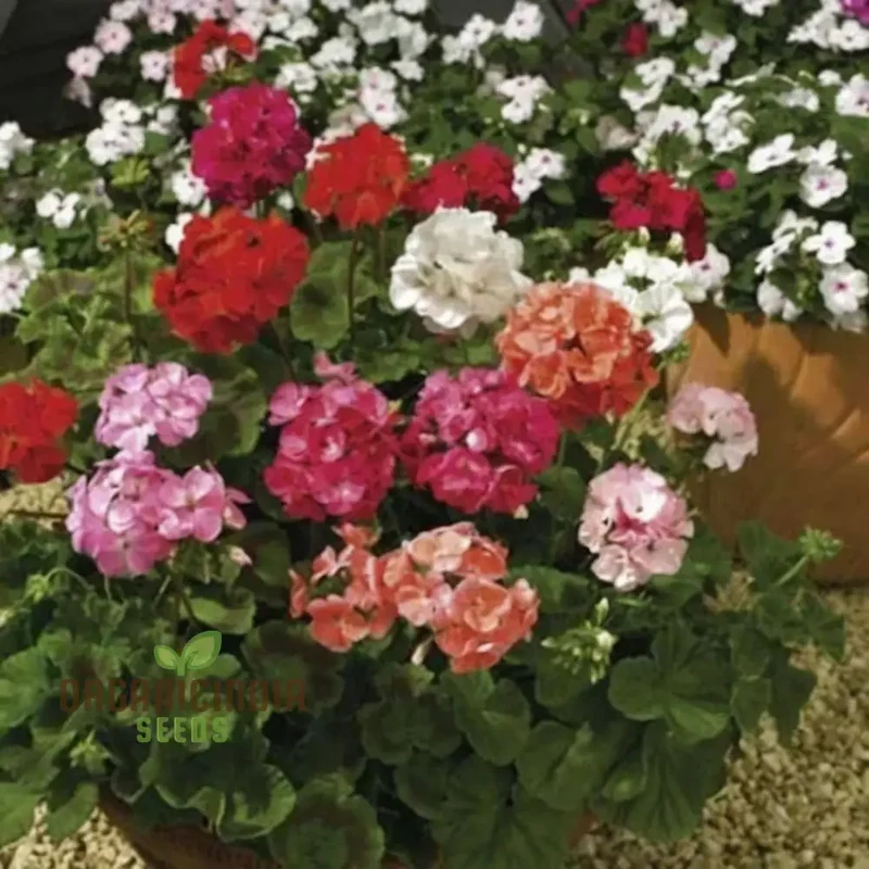 Vibrant Geranium F2 COLORAMA Mix Flower Seeds, Create a Kaleidoscope of Color in Your Garden