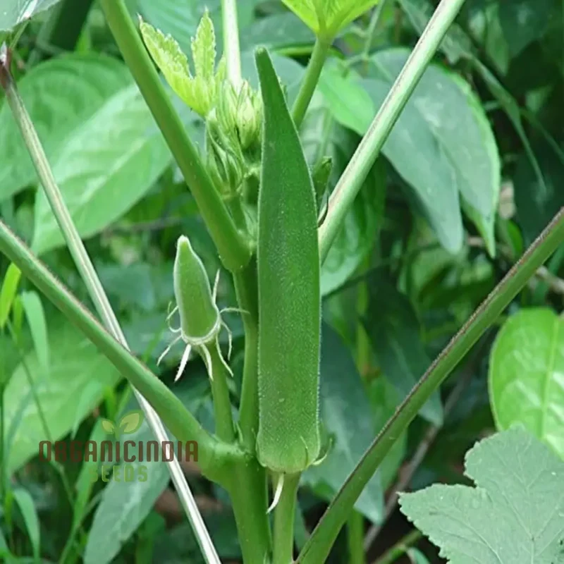Clemson Spineless Okra Seeds, Perfect for Planting and Gardening Enthusiasts to Cultivate Delicious Homegrown Vegetables