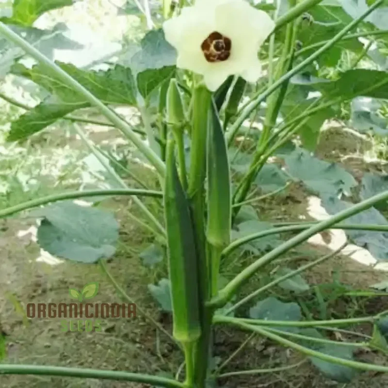 Clemson Spineless Okra Seeds, Perfect for Planting and Gardening Enthusiasts to Cultivate Delicious Homegrown Vegetables