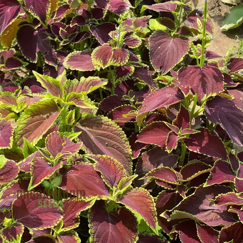 Coleus Rainbow Mixture Seeds, Grow a Colorful Garden with Premium Coleus Plant Seeds