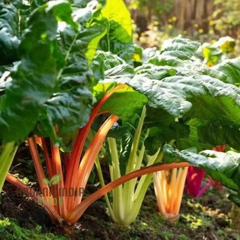 Organic Swiss Chard Rainbow Mix - Fresh, Colorful, and Nutritious Greens