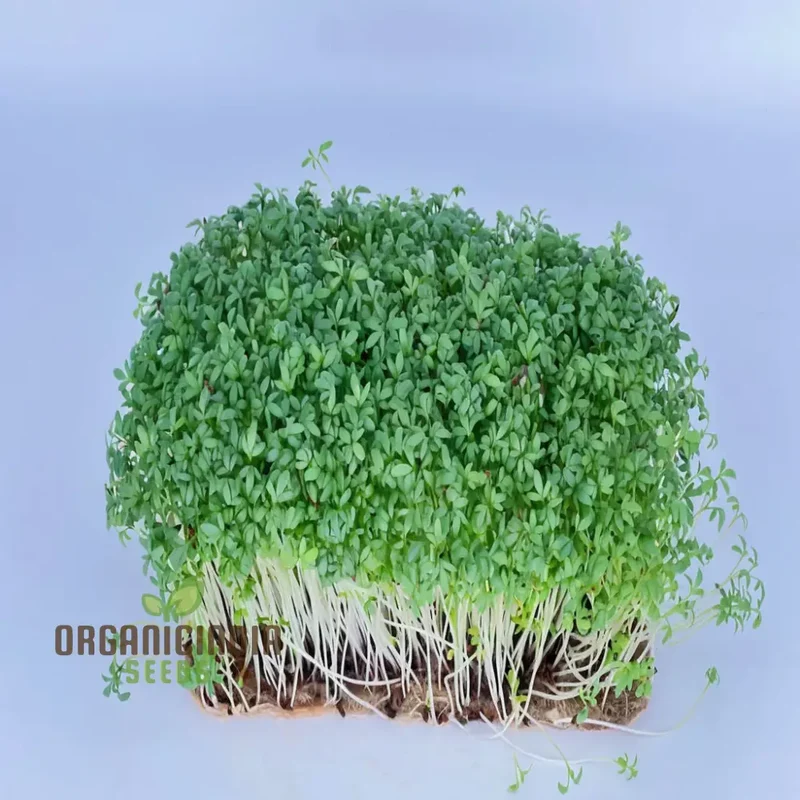 Plain / Curled / Common Cress Seeds – Crisp & Peppery Greens for Salads and Garnishing