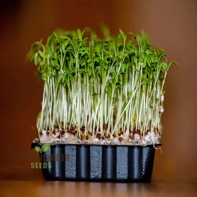 Plain / Curled / Common Cress Seeds – Crisp & Peppery Greens for Salads and Garnishing