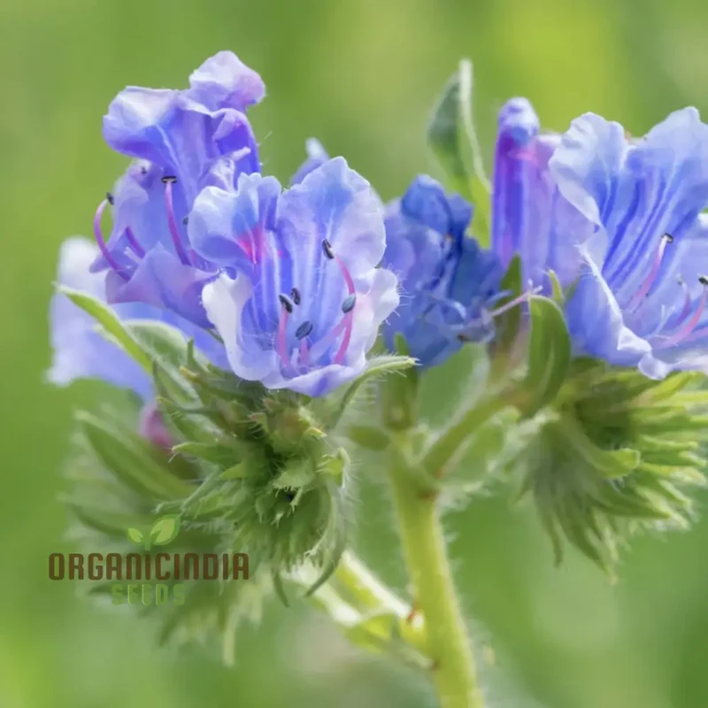 Viper's Bugloss (Echium vulgare) Seeds - Striking Blue Blooms for Pollinator-Friendly Gardens