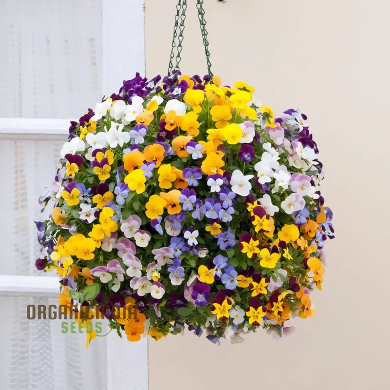 Vibrant Large Flower Mix Viola Cornuta Seeds for Planting, Perfect Flower Seeds for Stunning Gardening and Colorful Displays