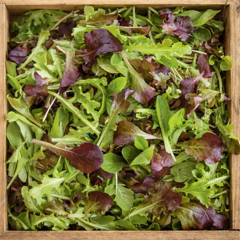 Mélange de Laitue mesclun bio