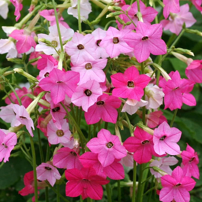 Mélange de Nicotiana ‘Whisper’ ( Nicotiana sylvestris )