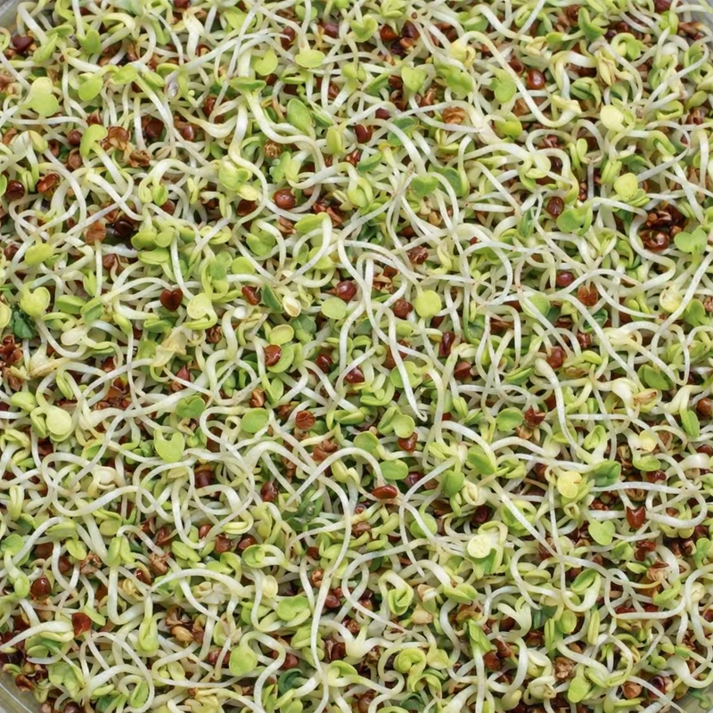 Micropousses de trèfle rouge bio ( Trifolium pratense )