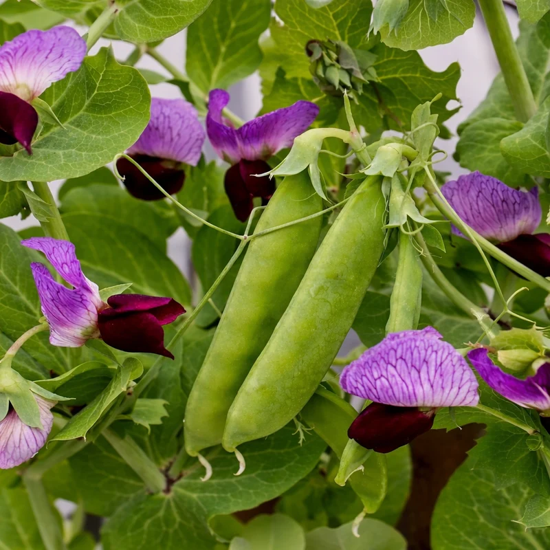 Pois mangetout ‘Little Snow Pourpre’ ( Pisum sativum )
