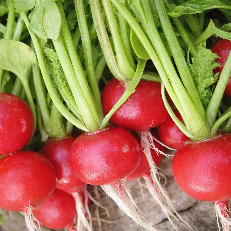 Radis ‘Cherry Belle’ sur ruban ( Raphanus sativus )
