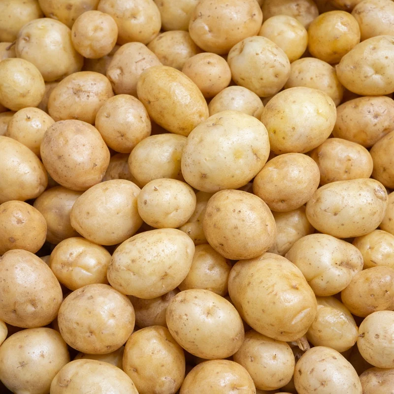 Pomme de terre grelot SOLYN-016 F1 ( Solanum tuberosum )