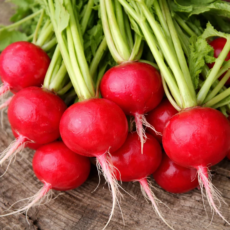Radis ‘Early Scarlet Globe’ bio ( Raphanus sativus )