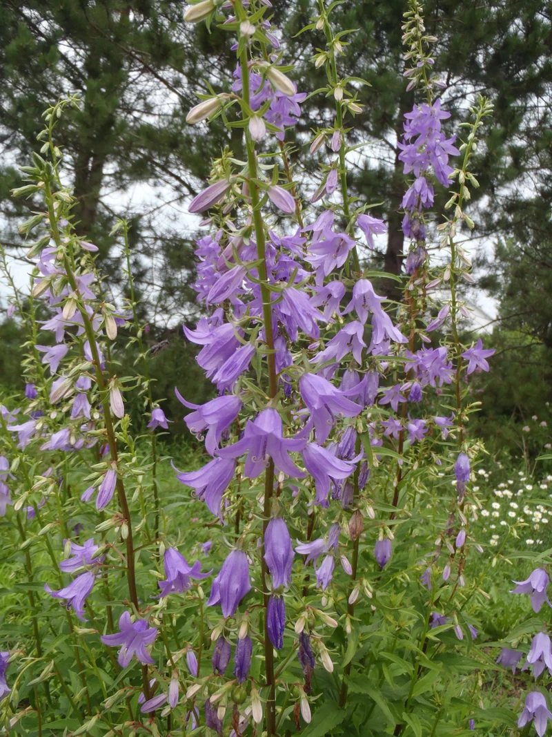 Adénophore à feuille de lis ( Adenophora liliifolia )